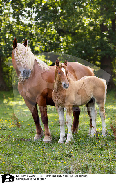 Schleswiger Kaltblter / Schleswig Horses / MM-02209