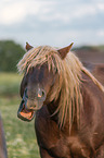 Schleswiger Kaltblut Portrait