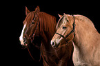 2 Pferde
