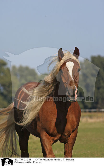 Schwarzwlder Fuchs / Black Forest horse / TM-01218
