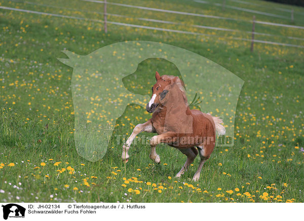 Schwarzw�lder Fuchs Fohlen / JH-02134