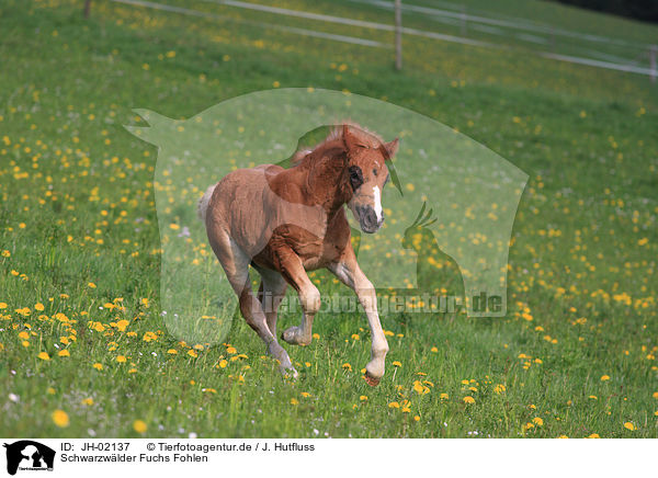 Schwarzwlder Fuchs Fohlen / foal / JH-02137