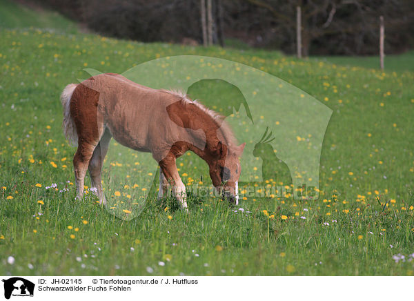 Schwarzwlder Fuchs Fohlen / foal / JH-02145