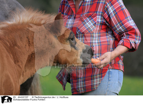 Schwarzwlder Fuchs Fohlen / foal / JH-02157