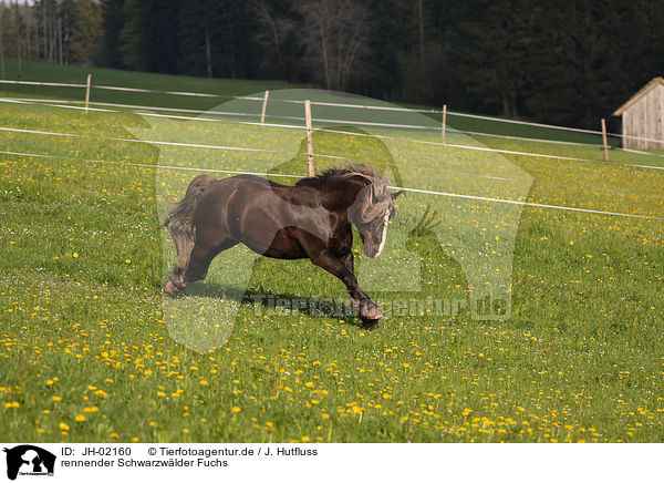 rennender Schwarzwlder Fuchs / running horse / JH-02160