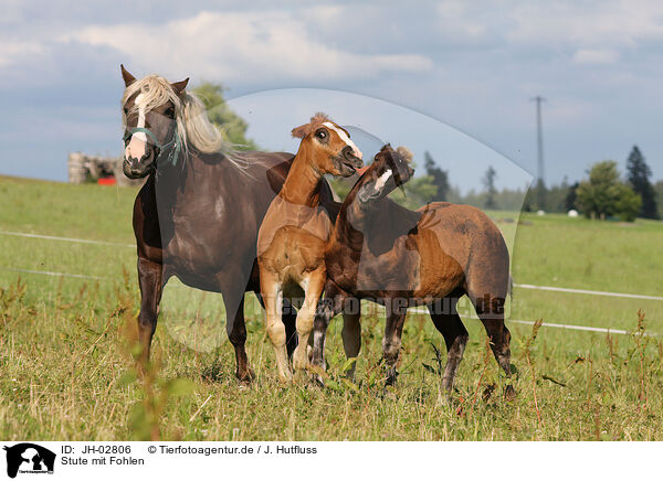 Stute mit Fohlen / mare with foal / JH-02806
