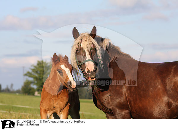 Stute mit Fohlen / mare with foal / JH-02810