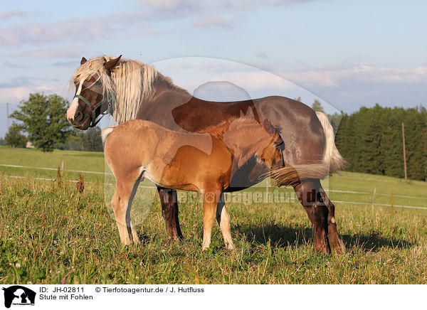 Stute mit Fohlen / mare with foal / JH-02811