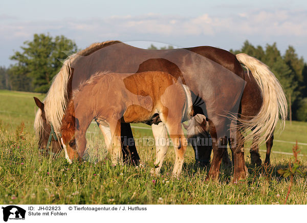 Stute mit Fohlen / mare with foal / JH-02823