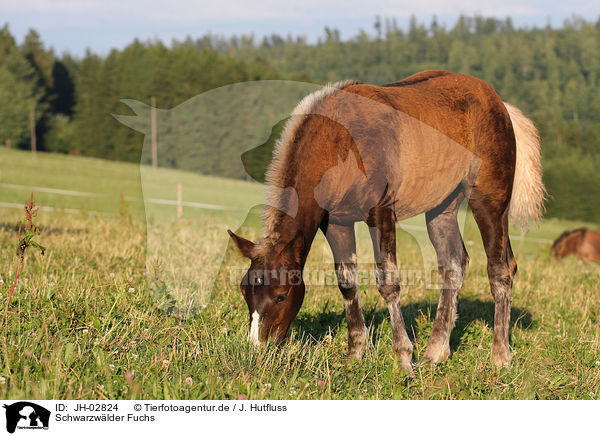 Schwarzwlder Fuchs / horse on meadow / JH-02824