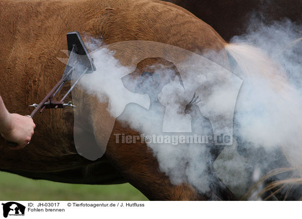 Fohlen brennen / foal branding / JH-03017