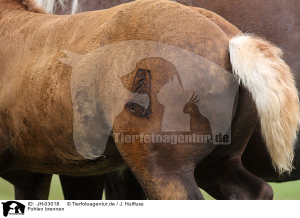 Fohlen brennen / foal branding / JH-03018