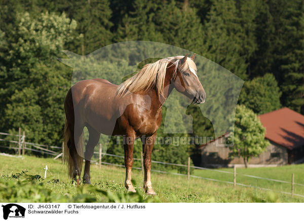 Schwarzwlder Fuchs / black forest horse / JH-03147