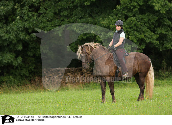 Schwarzwlder Fuchs / black forest horse / JH-03155
