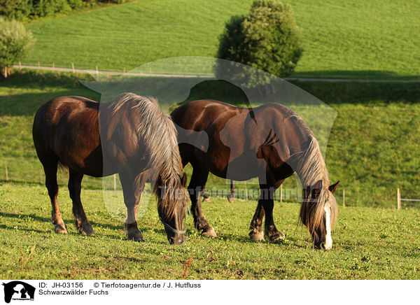 Schwarzwlder Fuchs / black forest horse / JH-03156