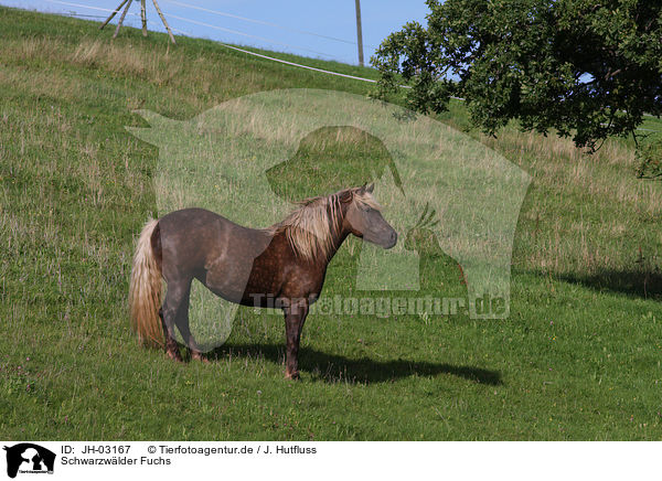 Schwarzwlder Fuchs / black forest horse / JH-03167