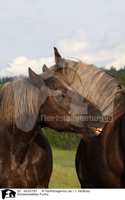 Schwarzwlder Fuchs / black forest horse / JH-03187