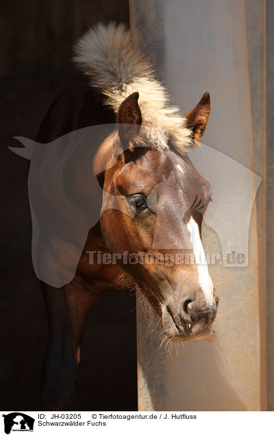 Schwarzwlder Fuchs / black forest horse / JH-03205