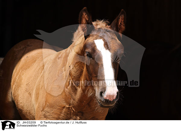 Schwarzwlder Fuchs / black forest horse / JH-03209