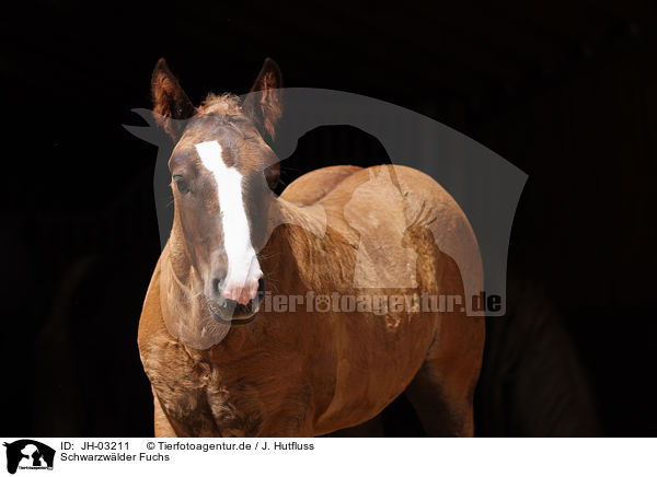 Schwarzwlder Fuchs / black forest horse / JH-03211