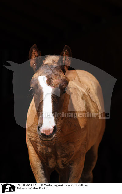 Schwarzwlder Fuchs / black forest horse / JH-03213