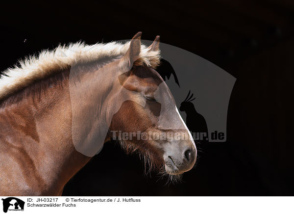 Schwarzwlder Fuchs / black forest horse / JH-03217