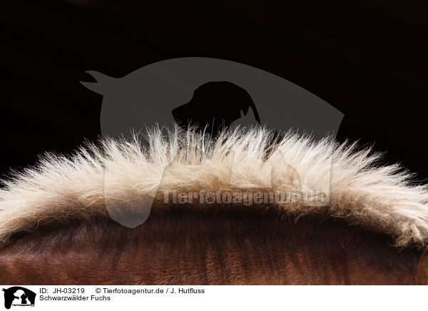 Schwarzw�lder Fuchs / JH-03219