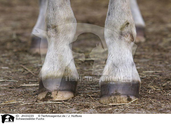 Schwarzwlder Fuchs / black forest horse / JH-03220