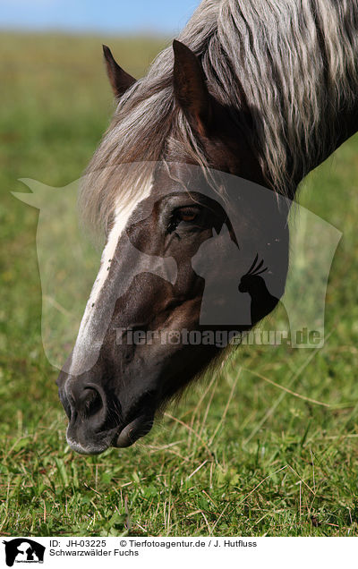 Schwarzwlder Fuchs / black forest horse / JH-03225
