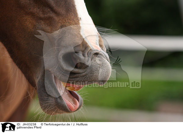 ghnendes Pferd / yawning horse / JH-03238