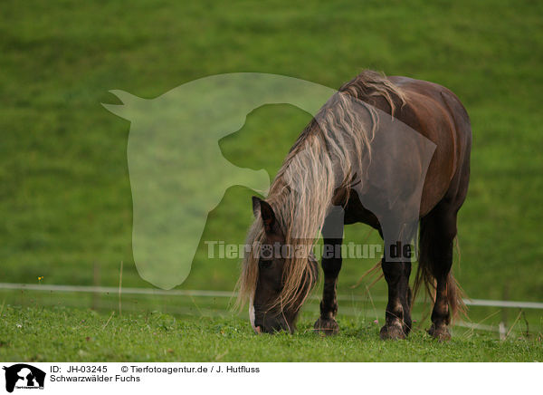 Schwarzwlder Fuchs / black forest horse / JH-03245