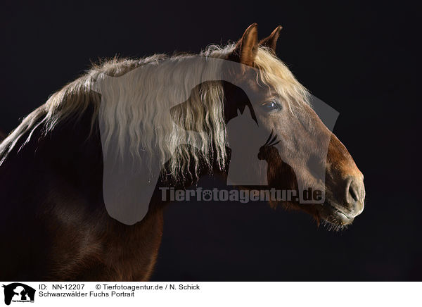 Schwarzwlder Fuchs Portrait / Black forest horse portrait / NN-12207