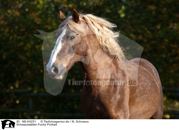 Schwarzwlder Fuchs Portrait / NS-04251