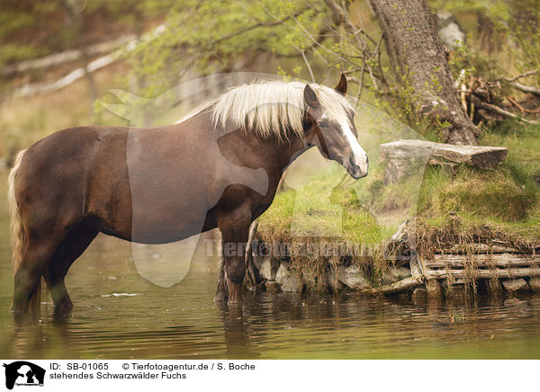 stehendes Schwarzwlder Fuchs / standing Black Forest Horse / SB-01065