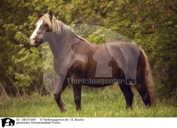 gehendes Schwarzwlder Fuchs / walking Black Forest Horse / SB-01069