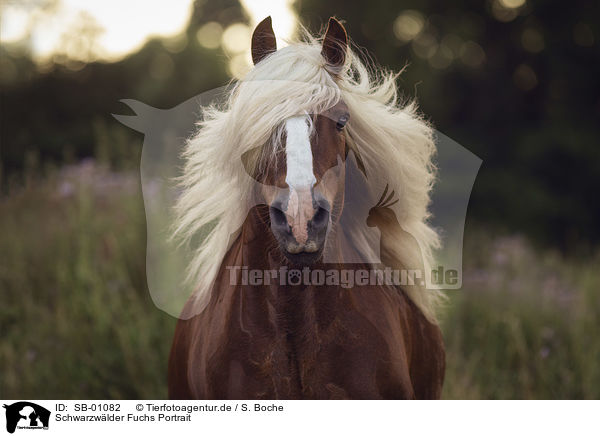 Schwarzwlder Fuchs Portrait / Black Forest Horse portrait / SB-01082