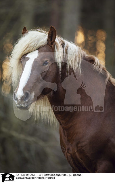 Schwarzwlder Fuchs Portrait / Black Forest Horse portrait / SB-01093