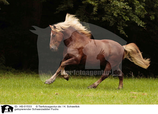 galopierender Schwarzwlder Fuchs / galloping Black Forest Horse / HS-01533