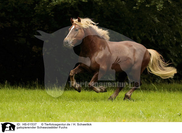 galopierender Schwarzwlder Fuchs / galloping Black Forest Horse / HS-01537
