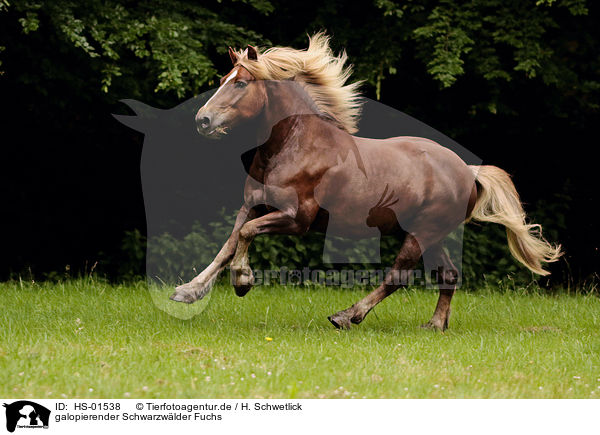 galopierender Schwarzwlder Fuchs / galloping Black Forest Horse / HS-01538