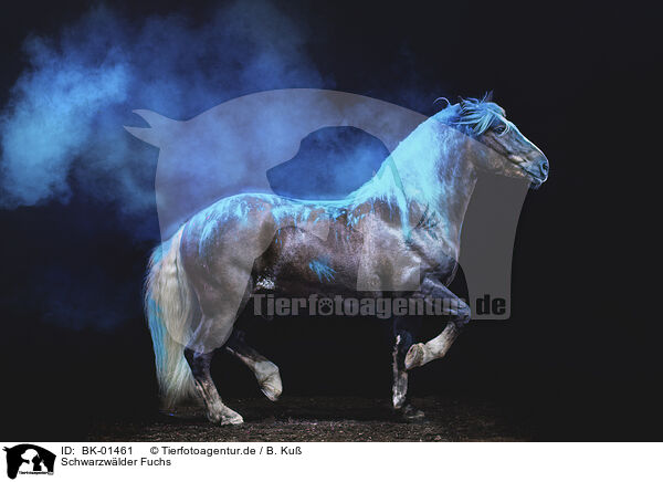 Schwarzwlder Fuchs / Black Forest Horse / BK-01461