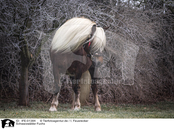 Schwarzwlder Fuchs / Black Forest Horse / IFE-01384