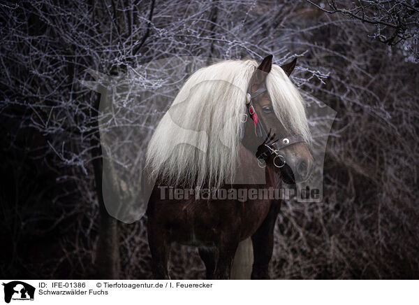 Schwarzwlder Fuchs / Black Forest Horse / IFE-01386