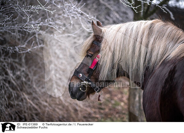 Schwarzwlder Fuchs / Black Forest Horse / IFE-01389