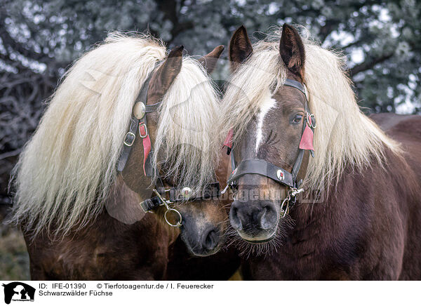 Schwarzwlder Fchse / Black Forest Horses / IFE-01390