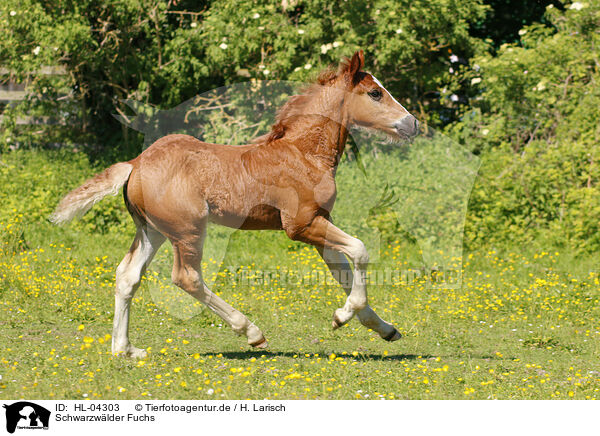 Schwarzwlder Fuchs / Black forest horse / HL-04303