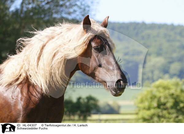 Schwarzwlder Fuchs / Black forest horse / HL-04307