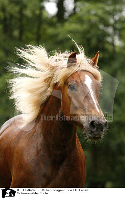 Schwarzwlder Fuchs / Black forest horse / HL-04398