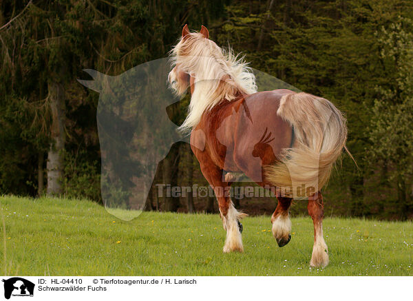 Schwarzwlder Fuchs / Black forest horse / HL-04410
