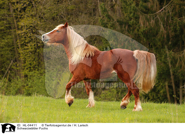 Schwarzwlder Fuchs / Black forest horse / HL-04411
